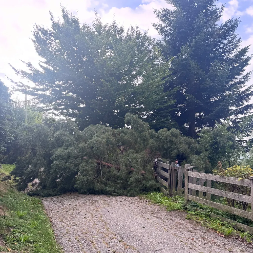 🚨 Einsatz Nr. 21 🚨
•
•
•
Sirenenalarm für FF Steindorf
T UNWETTER 1
Zu einem umgestürzten Baum auf der Sa…
